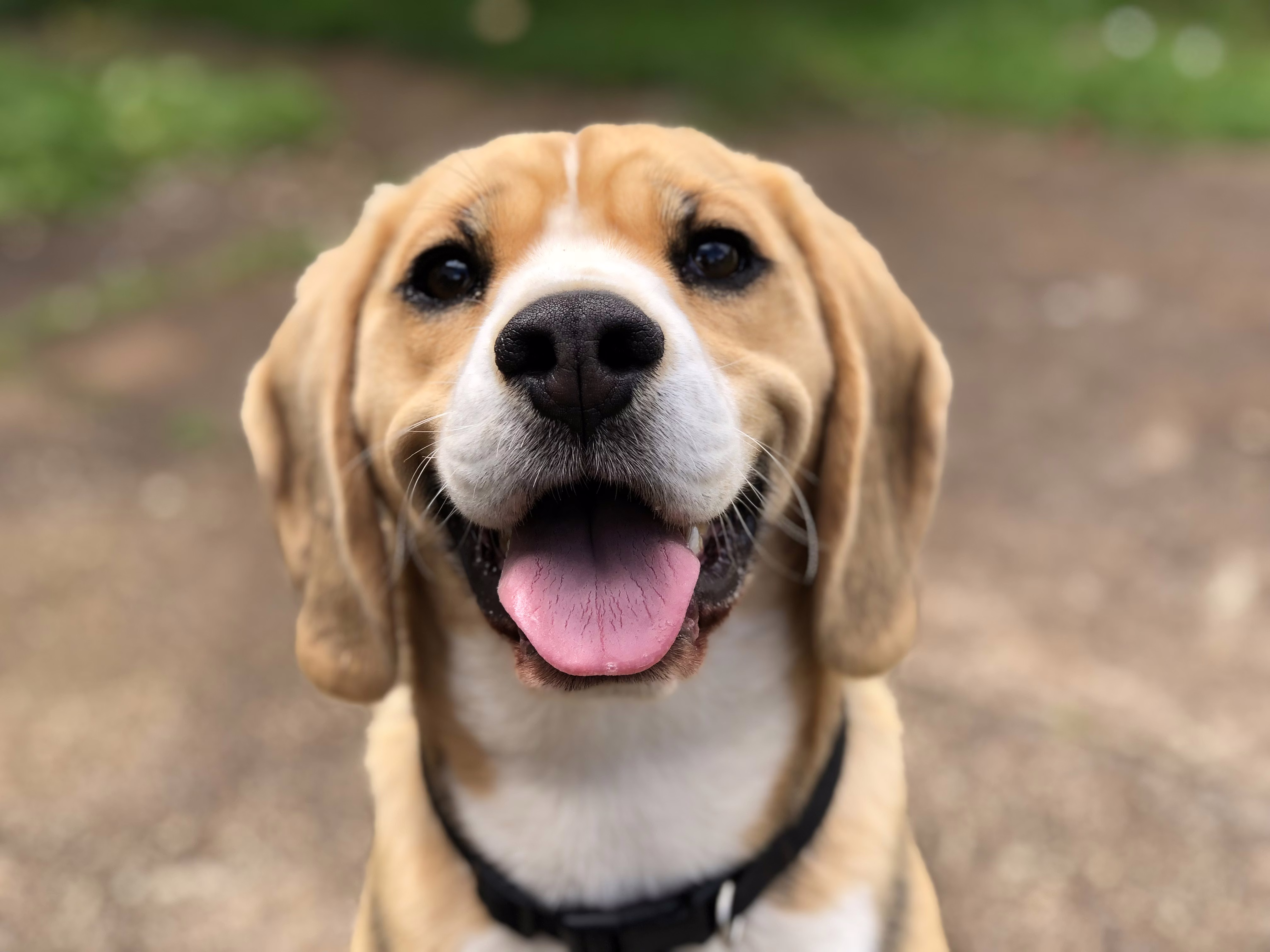 Foto de perfil de Max, un Golden Retriever